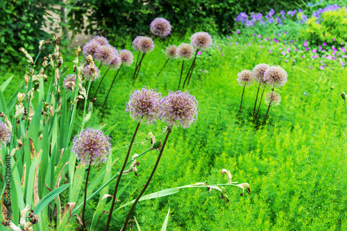 Purple allium flowers in the garden