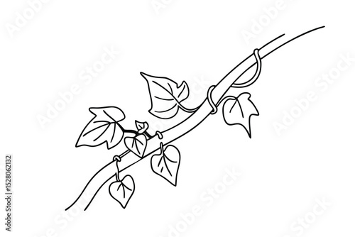 Hand drawn vector illustration of climbing ivy plant with leaves and tendrils in simple outline