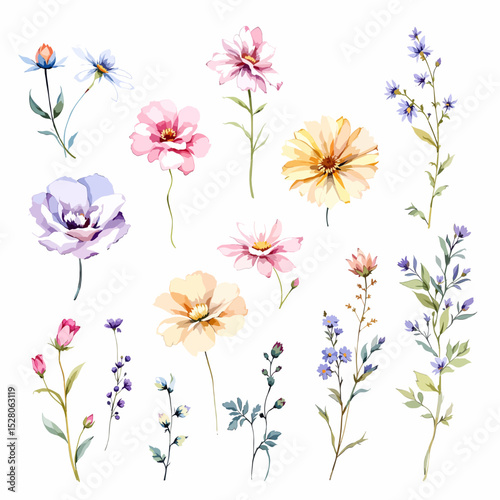 Wild flowers set, watercolor digital illustration.