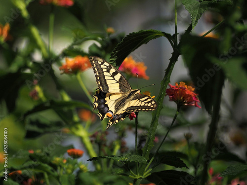 Gran mariposa amarilla y negra posada sobre un arbusto con pequeñas flores de color naranja photo