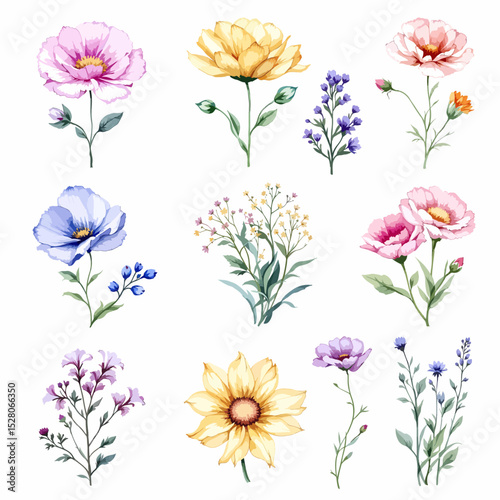 Beautiful watercolor floral set with hand-drawn summer wild field flowers, featuring clip art illustrations