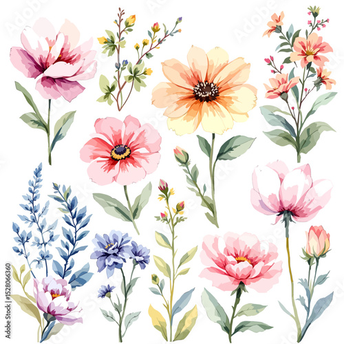 Beautiful watercolor floral set with hand-drawn summer wild field flowers, featuring clip art illustrations
