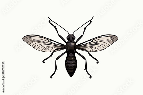 Detailed illustration of an insect with wings on a light background