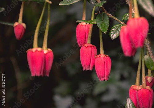 Pink Chilean lantern tree (Crinodendron hookerianum) beautiful flowers in bloom at the Lost Gardens of Heligan, Cornwall, UK