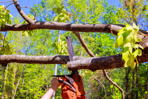Person uses saw to cut large branch from tree in vibrant green forest on works day.