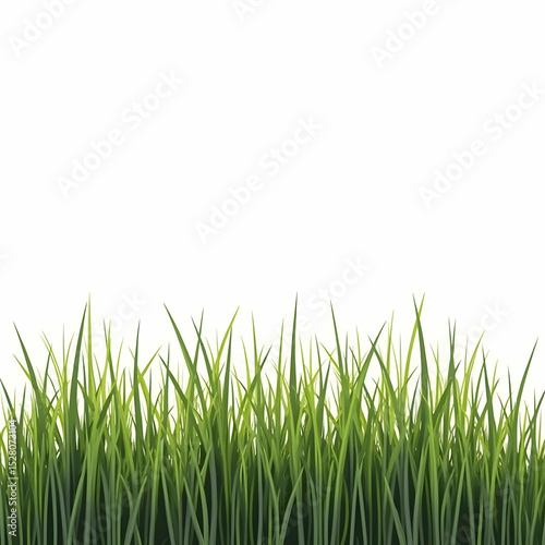 Fresh Green Grass Growing on a White Background