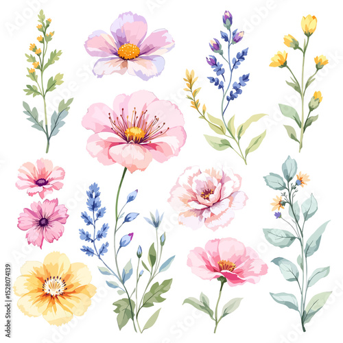 Beautiful watercolor floral set with hand-drawn summer wild field flowers, featuring clip art illustrations