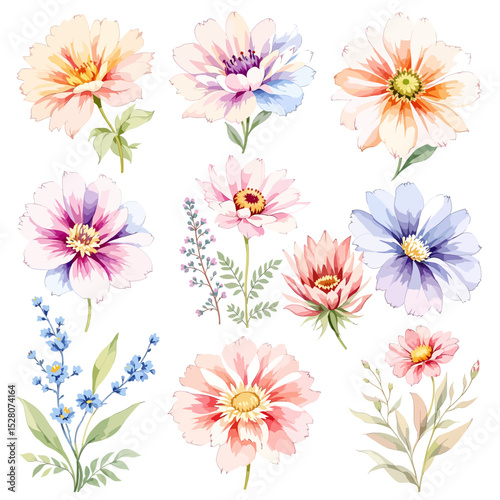 Beautiful watercolor floral set with hand-drawn summer wild field flowers, featuring clip art illustrations