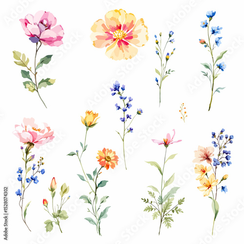 Beautiful watercolor floral set with hand-drawn summer wild field flowers, featuring clip art illustrations
