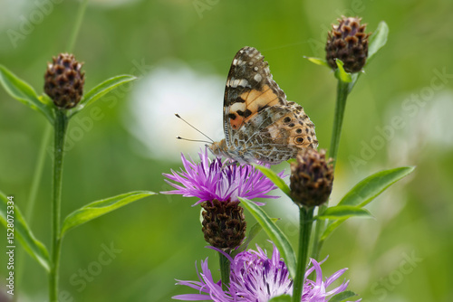 Painted Lady (Vanessa Cardui) Butterfly sitting on a pink scabiosa in Zurich, Switzerland