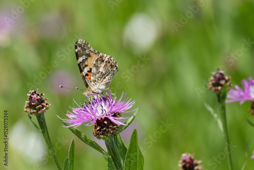 Painted Lady (Vanessa Cardui) Butterfly sitting on a pink scabiosa in Zurich, Switzerland