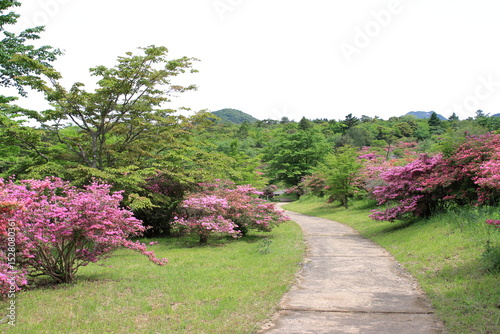 ツツジが咲く公園