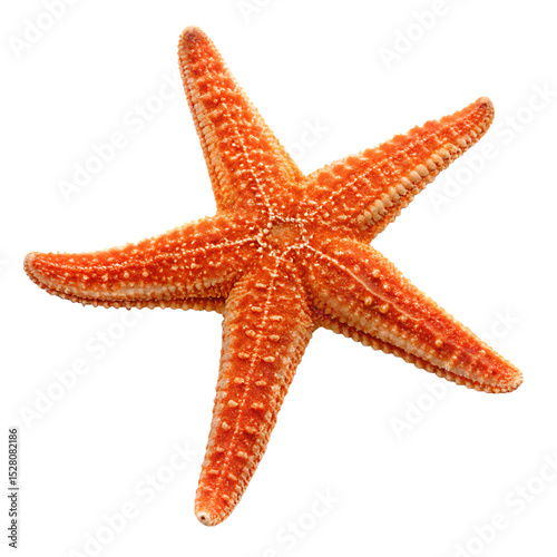 An orange sea star with five symmetrical arms isolated on a transparent background