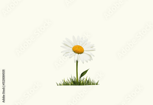 Single daisy flower growing in green grass on a light background  