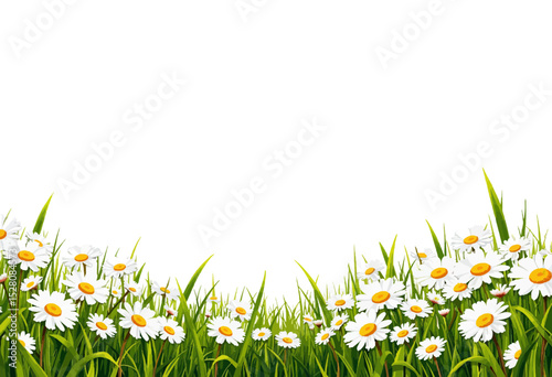Daisies and green grass border against a white background  