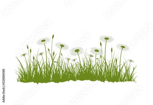 Green grass with white daisies on a plain white background  