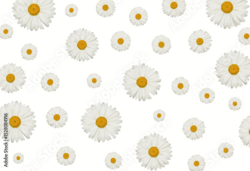 White daisies pattern on a white background  