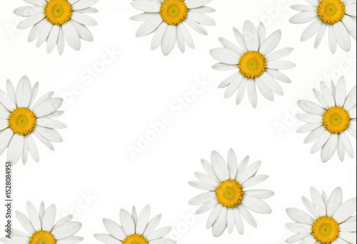 White daisies arranged border on a white background  