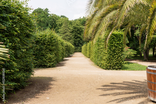 Path between green hedges in a park