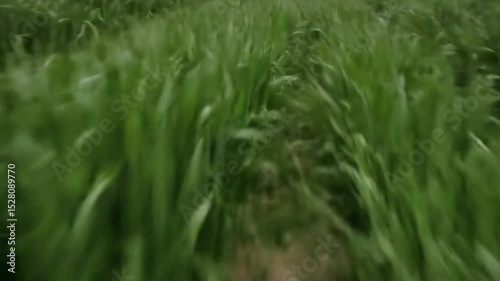 Wallpaper Mural Serene Green Field Landscape Under a Cloudy Sky Rural Scenery Farmland Nature Background Lush Grass Wheat Plants Agriculture Torontodigital.ca
