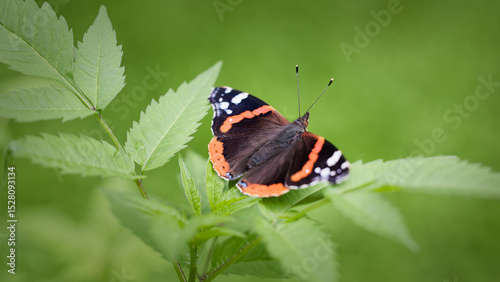 Tableau sur toile Vanessa atalanta (red admiral) butterfly in natural forest environment