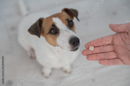 Woman giving pill to jack russell terrier dog. 