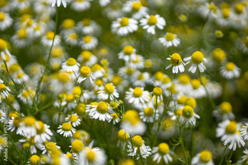 Fototapeta Naklejka Na Ścianę i Meble -  Small white daisies in a summer field