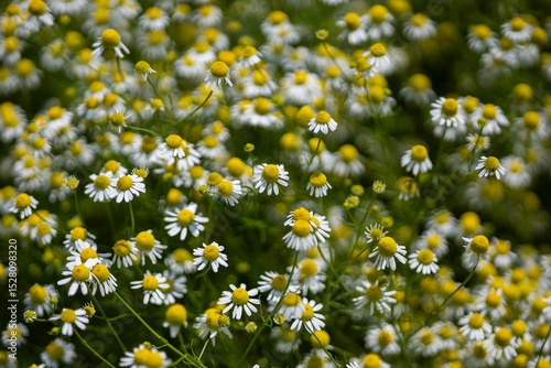 Fototapeta Naklejka Na Ścianę i Meble -  Small white daisies in a summer field