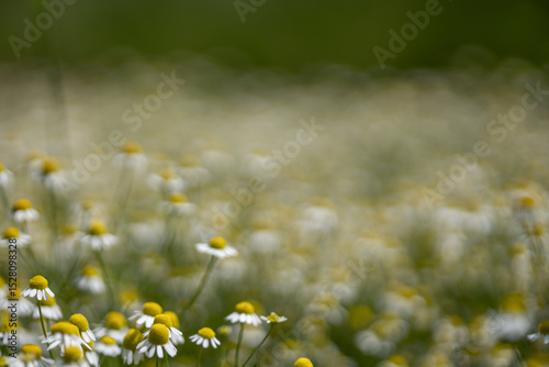 Fototapeta Naklejka Na Ścianę i Meble -  Small white daisies in a summer field