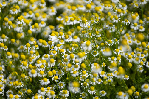 Fototapeta Naklejka Na Ścianę i Meble -  Small white daisies in a summer field