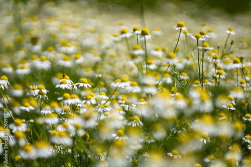 Fototapeta Naklejka Na Ścianę i Meble -  Small white daisies in a summer field