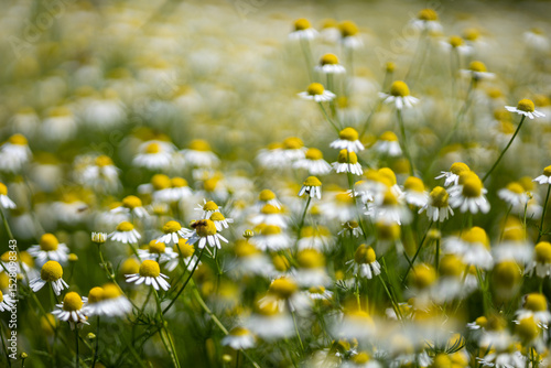 Fototapeta Naklejka Na Ścianę i Meble -  Small white daisies in a summer field