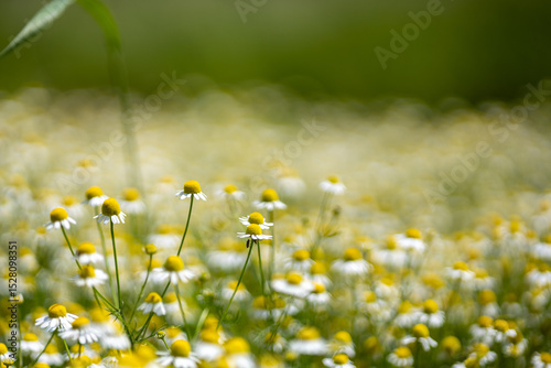Fototapeta Naklejka Na Ścianę i Meble -  Small white daisies in a summer field