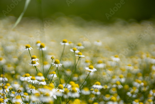 Fototapeta Naklejka Na Ścianę i Meble -  Small white daisies in a summer field