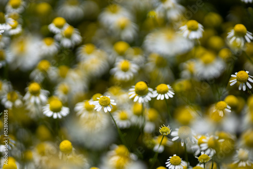 Fototapeta Naklejka Na Ścianę i Meble -  Small white daisies in a summer field