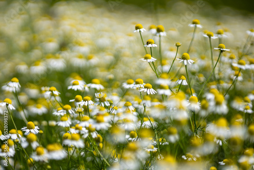 Fototapeta Naklejka Na Ścianę i Meble -  Small white daisies in a summer field