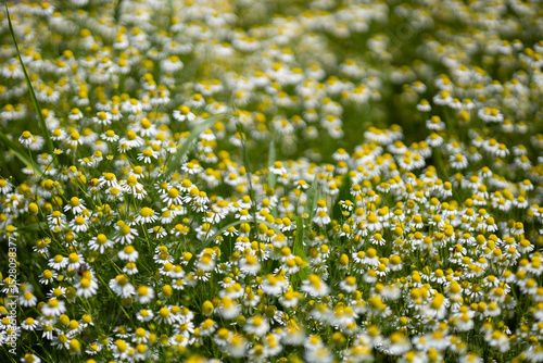 Fototapeta Naklejka Na Ścianę i Meble -  Small white daisies in a summer field