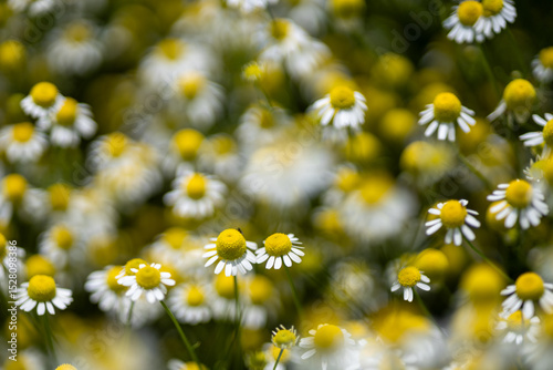 Fototapeta Naklejka Na Ścianę i Meble -  Small white daisies in a summer field