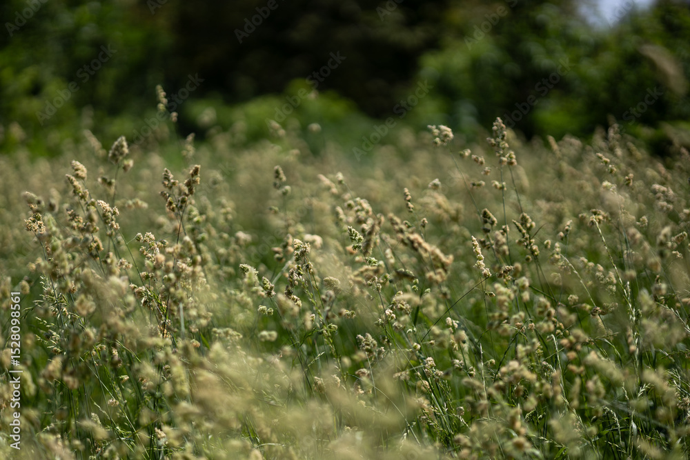 Fototapeta premium Green grass in the summer field