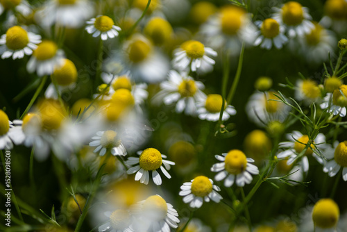 Fototapeta Naklejka Na Ścianę i Meble -  Small white daisies in a summer field