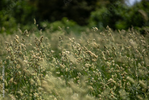 Fototapeta Naklejka Na Ścianę i Meble -  Green grass in the summer field