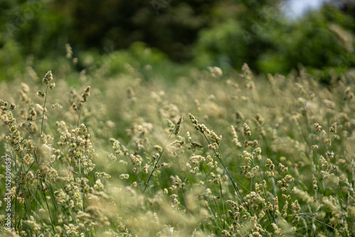 Fototapeta Naklejka Na Ścianę i Meble -  Green grass in the summer field