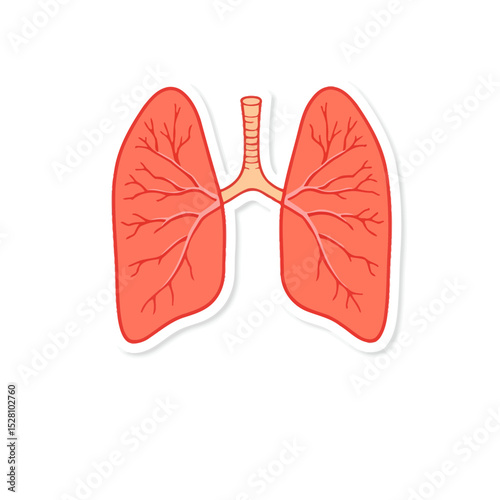 Human lungs illustration isolated on white background