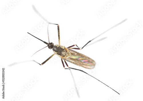 Wallpaper Mural Common house or northern mosquito, Culex pipiens isolated on white background, top view Torontodigital.ca