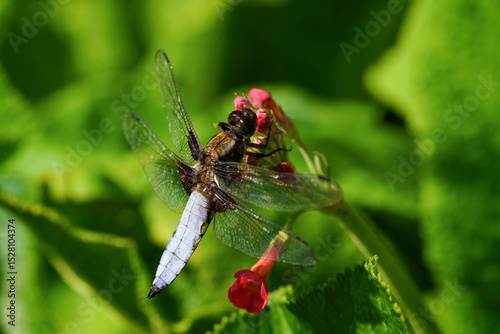 A pale blue broad-bodied chaser dragonfly rests on a red Candelabra Primula.