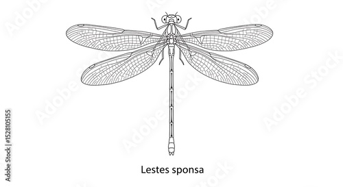 Detailed Black and White Illustration of a Lestes Sponsa Dragonfly