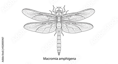 Detailed Line Art of Macromia Amphigena Dragonfly with Intricate Wing Veins