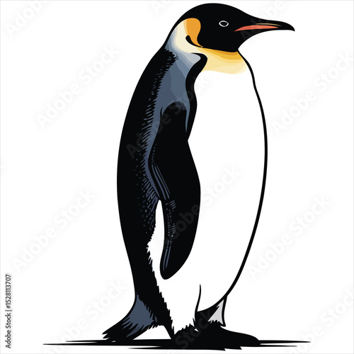 penguin vector illustration