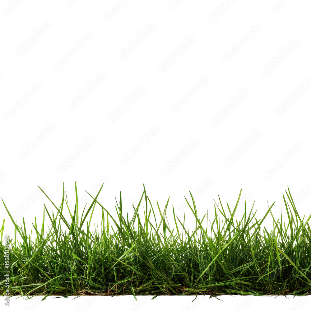 Fototapeta premium Fresh green grass growing in a sunny field during the afternoon under a clear blue sky