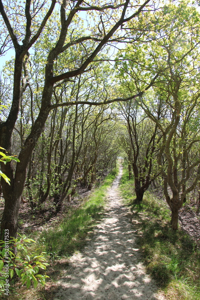 Naklejka premium Little grove of trees on a East Frisian Island - Rabenwäldchen, Island of Spiekeroog